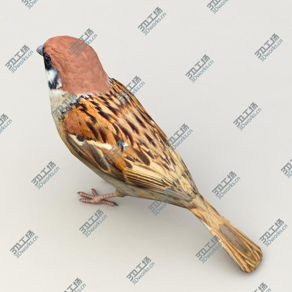 images/goods_img/2021040163/Sparrow Animated/4.jpg